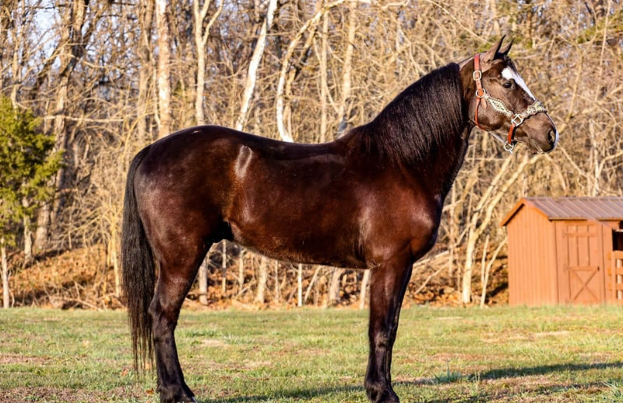 Morgan Cheval AMERICAN MORGAN HORSE FOR SALE - ForEquestrian.com