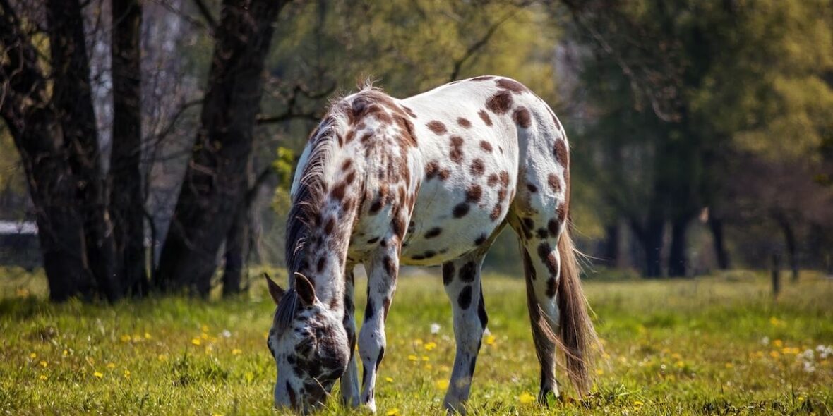 Appaloosa Horse for sale on for equestrian Appaloosa Horse for sale on for equestrian