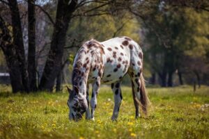 Appaloosa Horse for sale on for equestrian Appaloosa Horse for sale on for equestrian