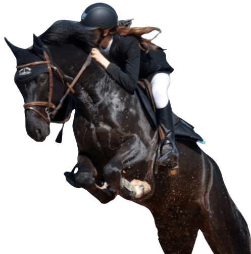 Horses to buy online