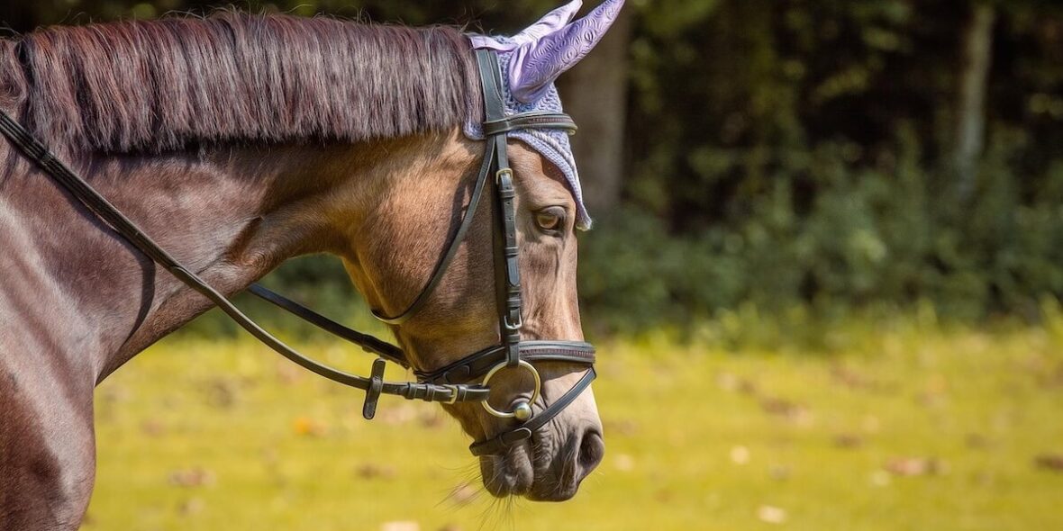 Bitless vs. Bitted Riding Forequestrian.com