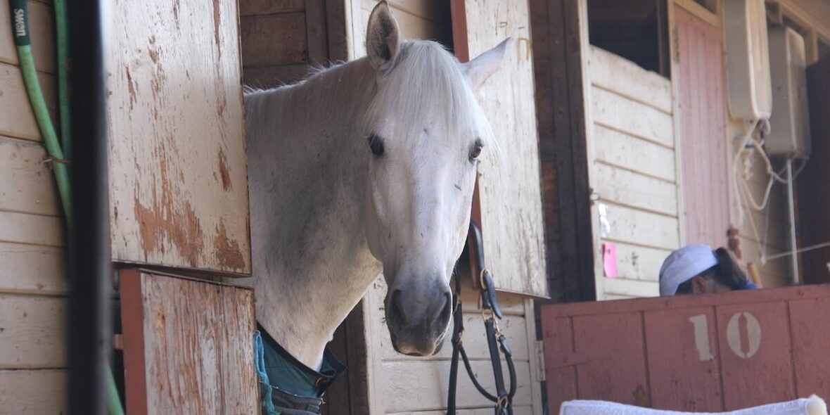 Mistakes When Buying a Horse and How to Avoid Them