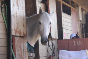 Mistakes When Buying a Horse and How to Avoid Them
