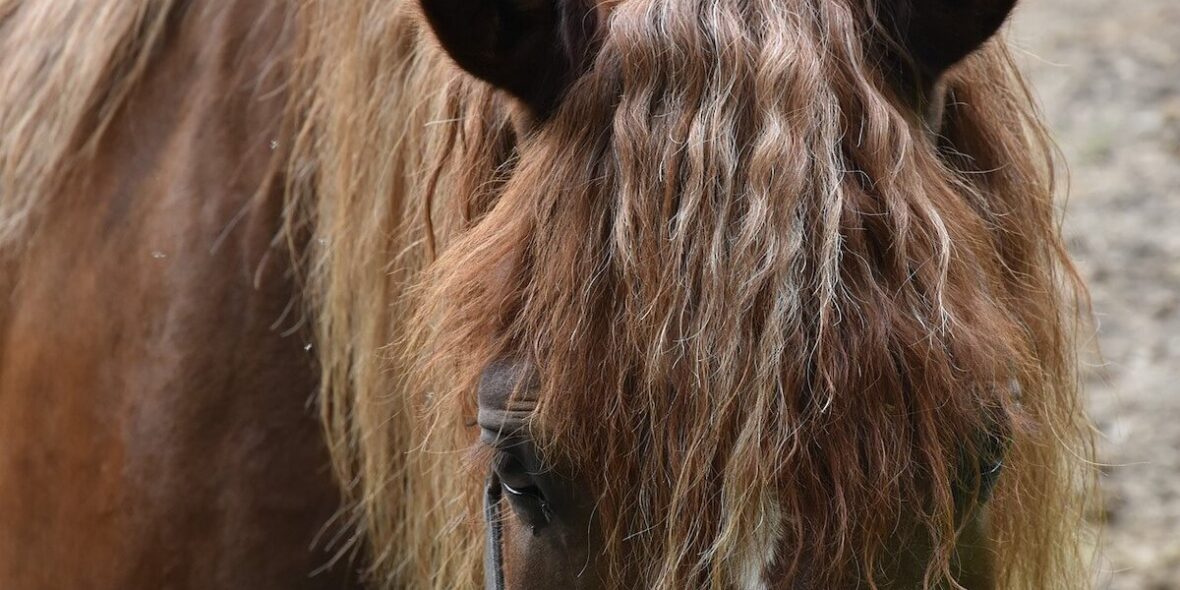 Common horse diseases prevention Common horse diseases prevention