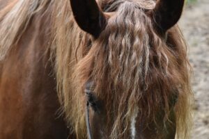 Common horse diseases prevention Common horse diseases prevention