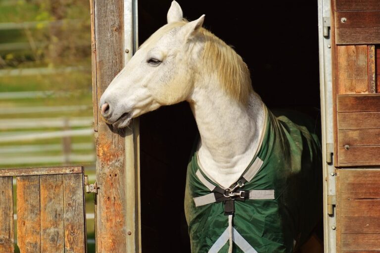 irish-cob-gypsy-vanner-tinker-horse