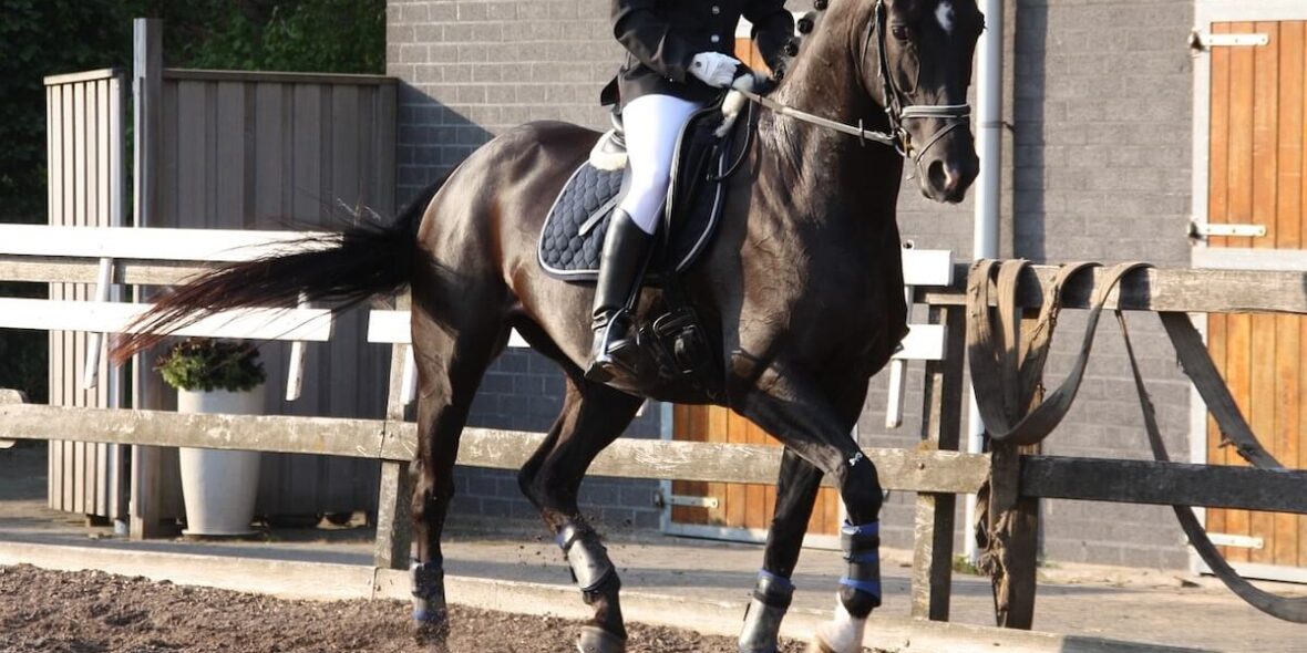 Dressage horse blog - Forequestrian.com