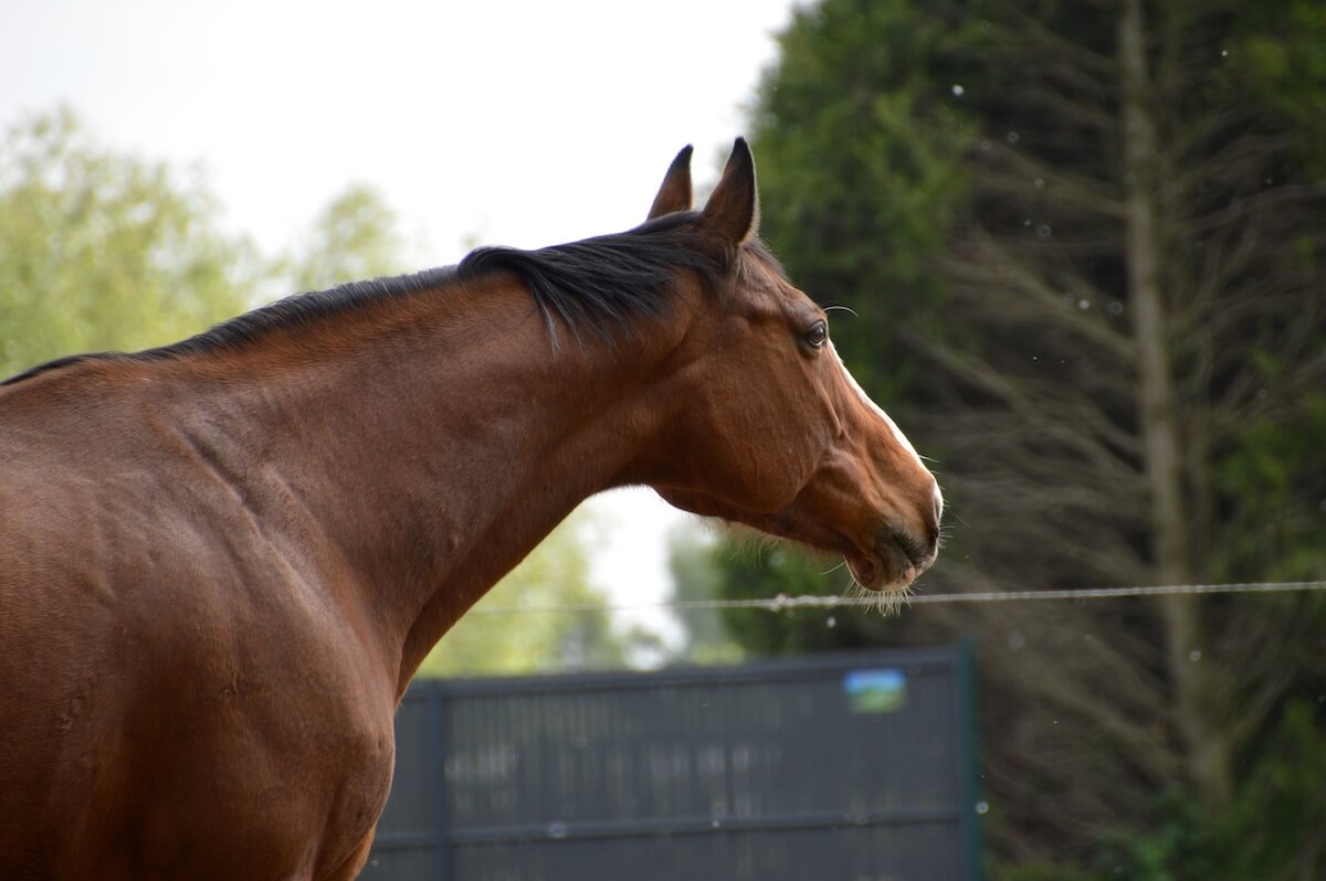 Dressage horse for sale in Germany