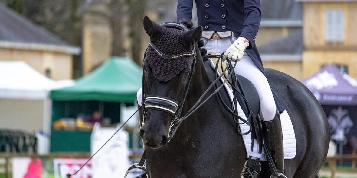 Dressage horses for sale in UK