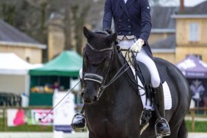 Dressage horses for sale in UK