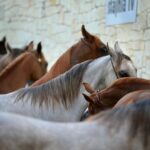 Horse for sale in Norway