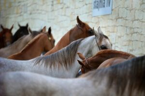 Horse for sale in Norway