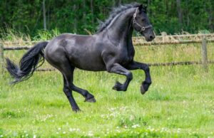 Friesian horse for sale