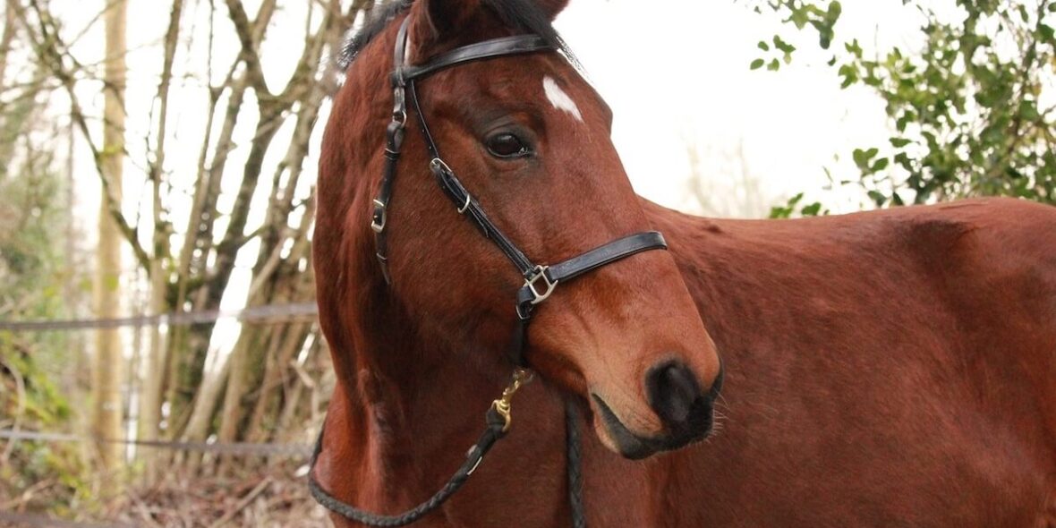 Buy horses in Germany Buy horses in Germany