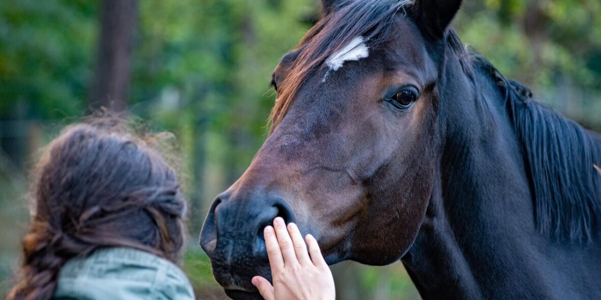 International horse sales and global equine export services by ForEquestrian International horse sales and global equine export services by ForEquestrian