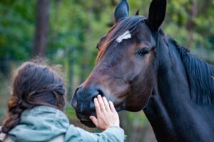 International horse sales and global equine export services by ForEquestrian