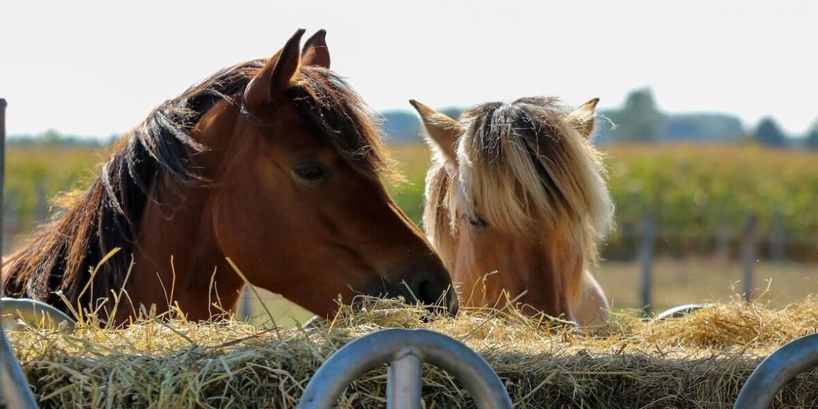 Horses eating hay comfortably in a clean stable - Horse welfare