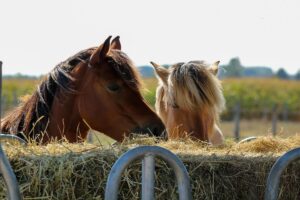 Horses eating hay comfortably in a clean stable - Horse welfare