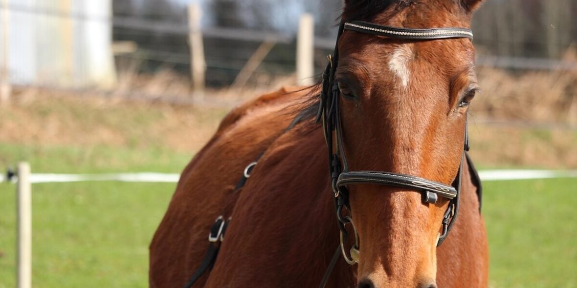 Horses in France, What You Need to Know Horses in France, What You Need to Know