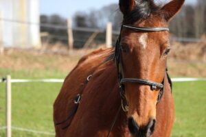 Horses in France, What You Need to Know Horses in France, What You Need to Know