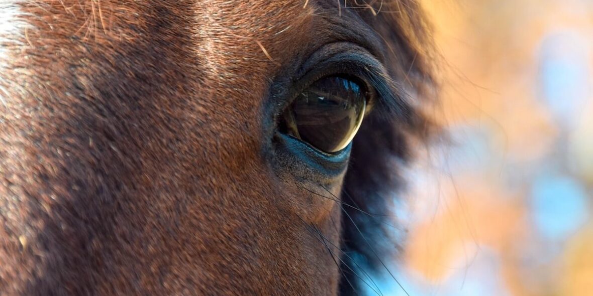 Horse Show Strawberry Arena