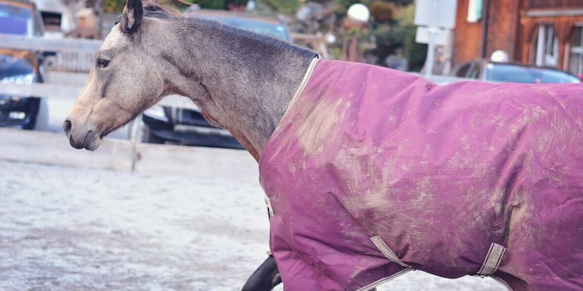 Horse with blanket