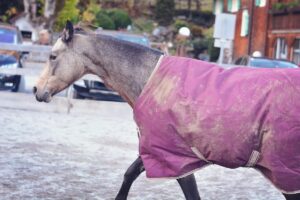Horse with blanket