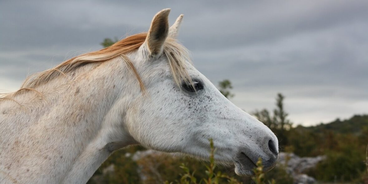 All horse breeds