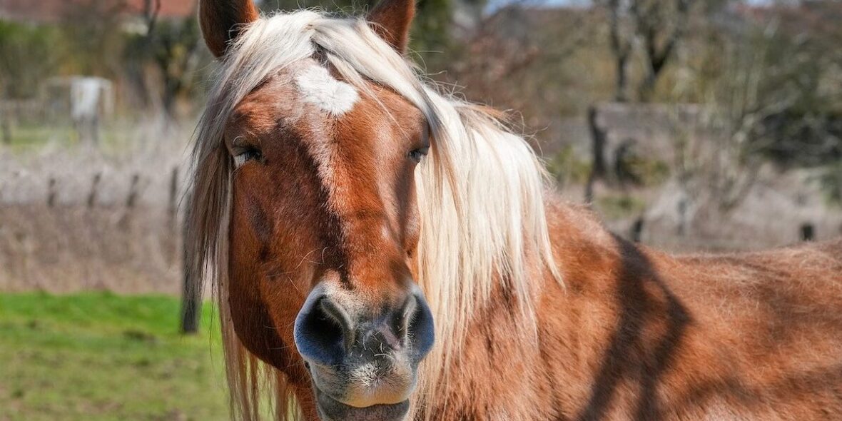 Horse dental care Horse dental care