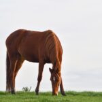 Horses for sale Latvia