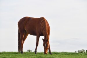 Horses for sale Latvia