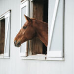 Horses for sale in Slovakia