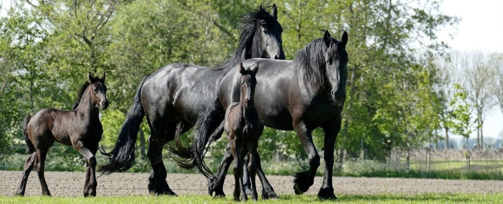 Horse for sale global market