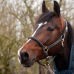 Find horse for sale in France