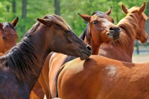 Find horse for sale in Great Britain