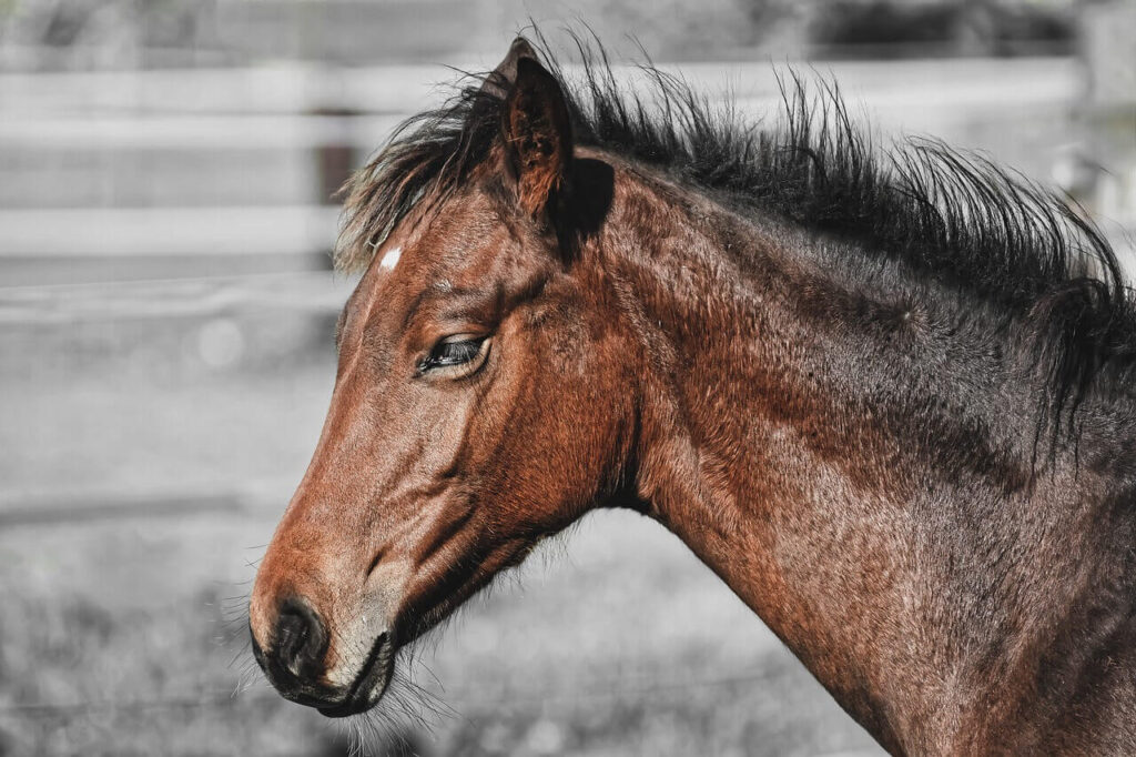 Horse for sale Ireland