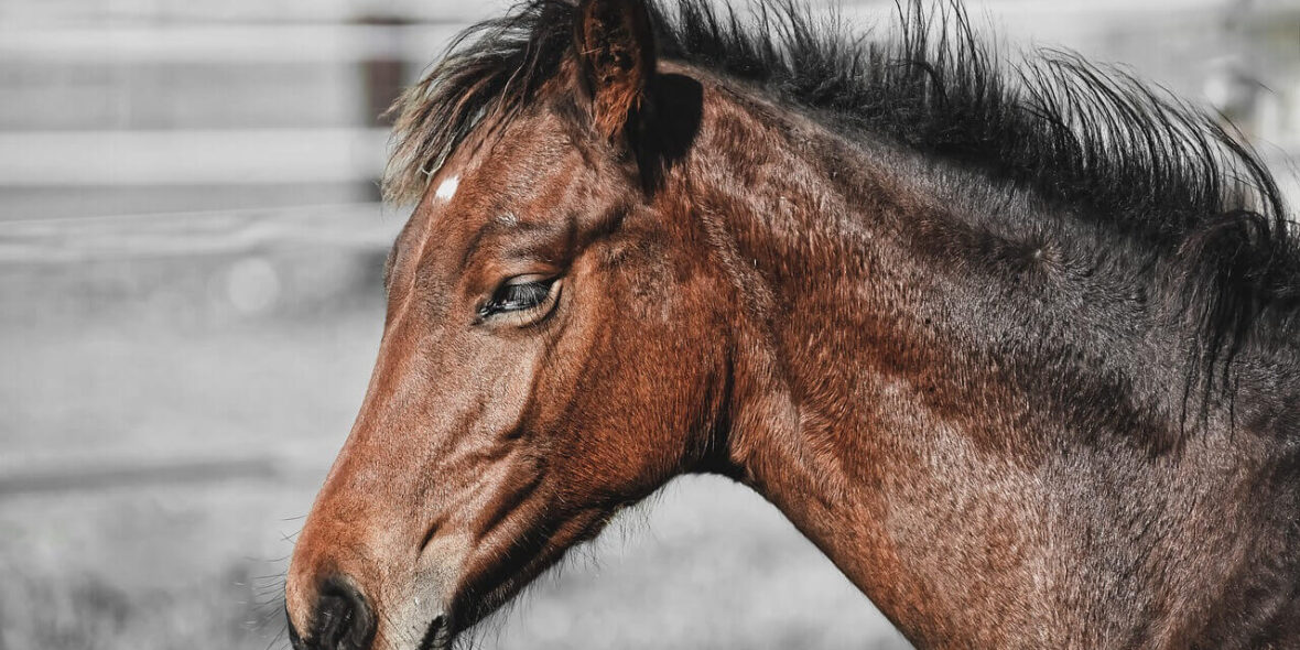 Ireland horses