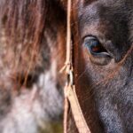 Horse for sale Lithuania