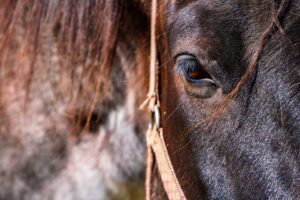 Horse for sale Lithuania