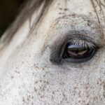 Horse for sale Spain