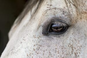 Horse for sale Spain