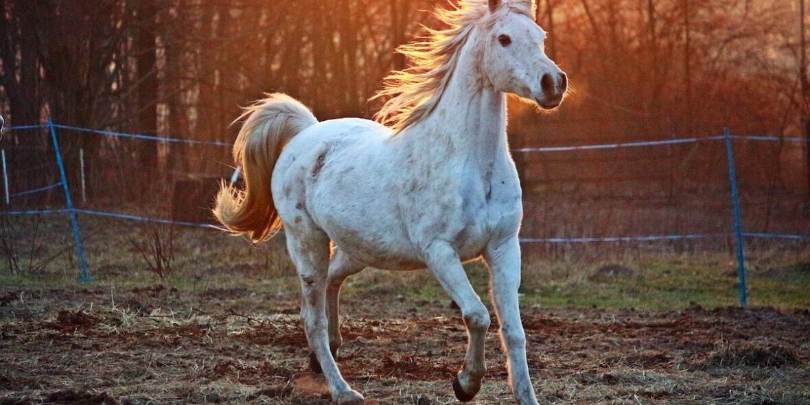 Horse pain signs guide Horse pain signs guide