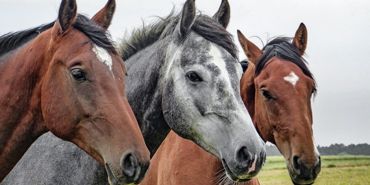 Horse riding - For equestrians - Equipment and horses