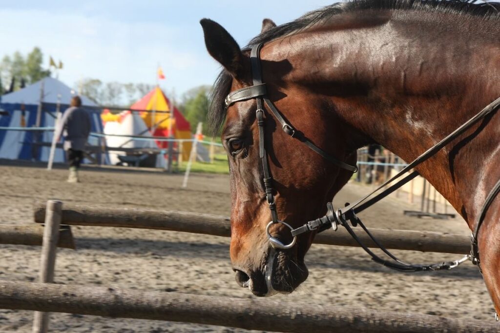 Horses for sale in Bulgaria