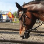 Horses for sale in Bulgaria