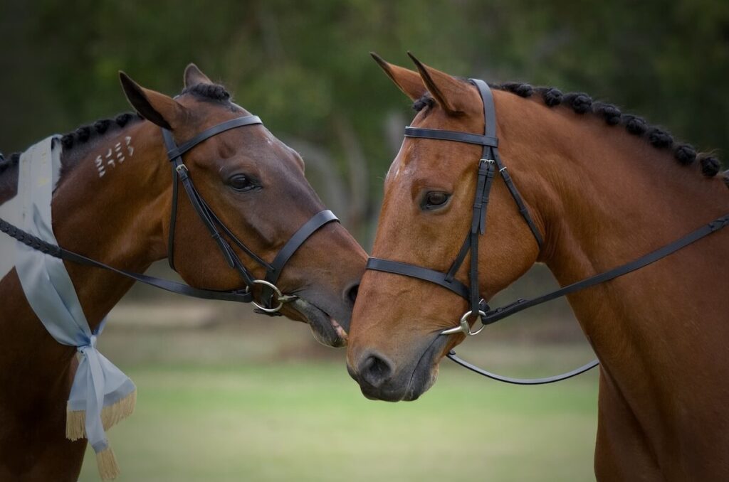 Horses for sale in China