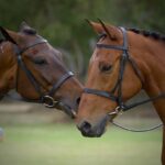 Horses for sale in China