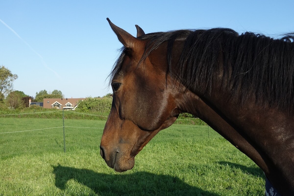 Horses for sale in Deutschland