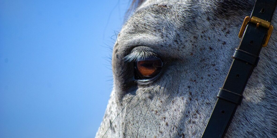 Horse for sale in Netherlands