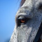 Horse for sale in Netherlands